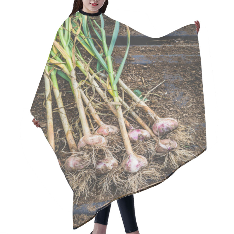 Personality  Freshly Picked Garlic Bulbs On A Soil And Dirt Background Hair Cutting Cape