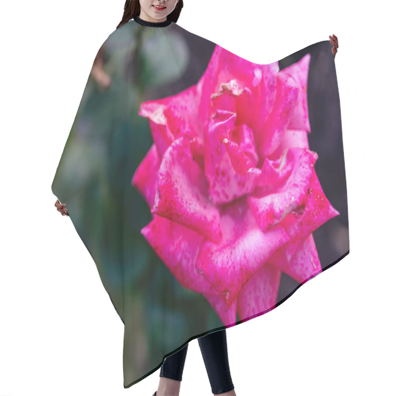 Personality  A Bright Pink Rose Showcases Its Delicate Petals In A Garden Filled With Greenery. This Flower Stands Out Against A Blurred Background Of Lush Plants, Highlighting The Beauty Of Spring. Hair Cutting Cape