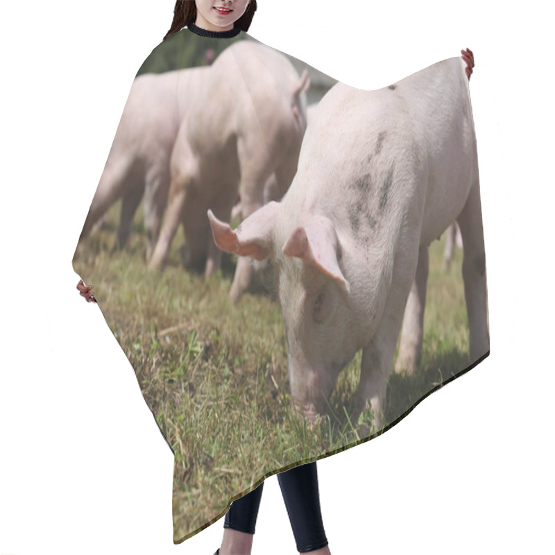 Personality  Closeup Shot Of Young Pigs On Animal Farm Summertime Hair Cutting Cape