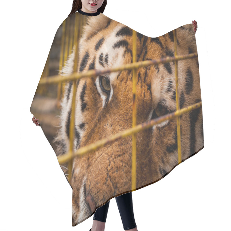 Personality  Portrait Of A Tiger Hair Cutting Cape