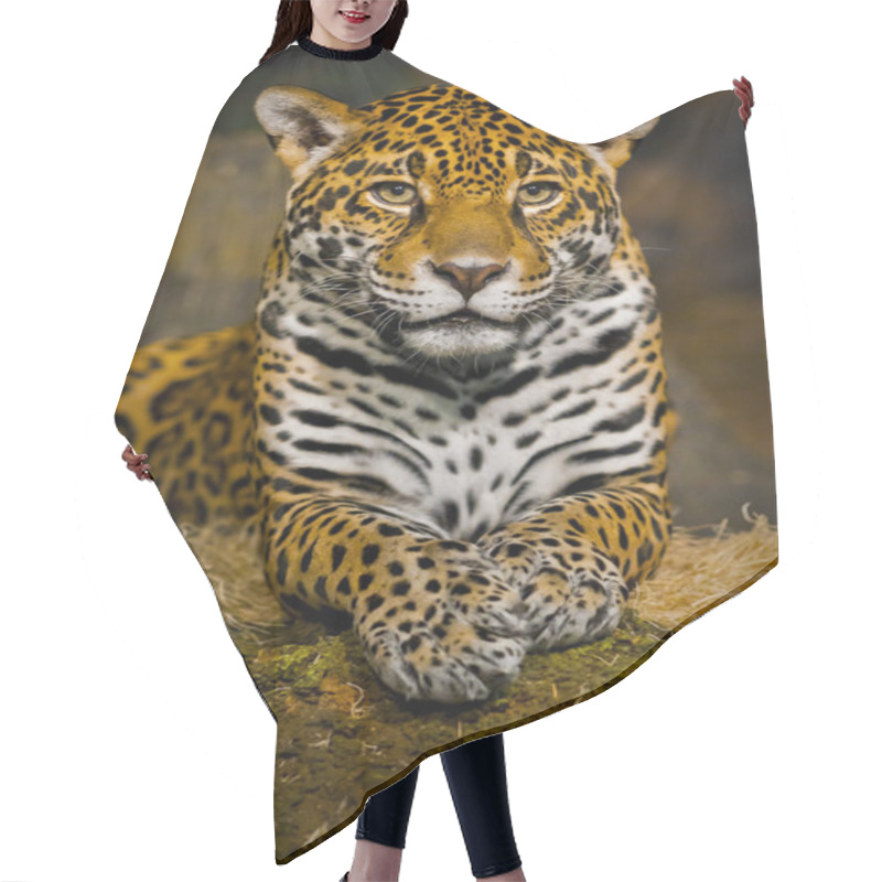 Personality  Jaguar Cubs Hair Cutting Cape