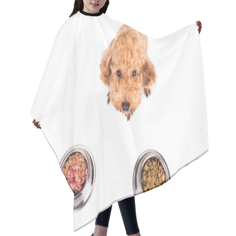 Personality  Poodle Dog Choosing Between Raw Meat Or Kibbles As Meal Hair Cutting Cape