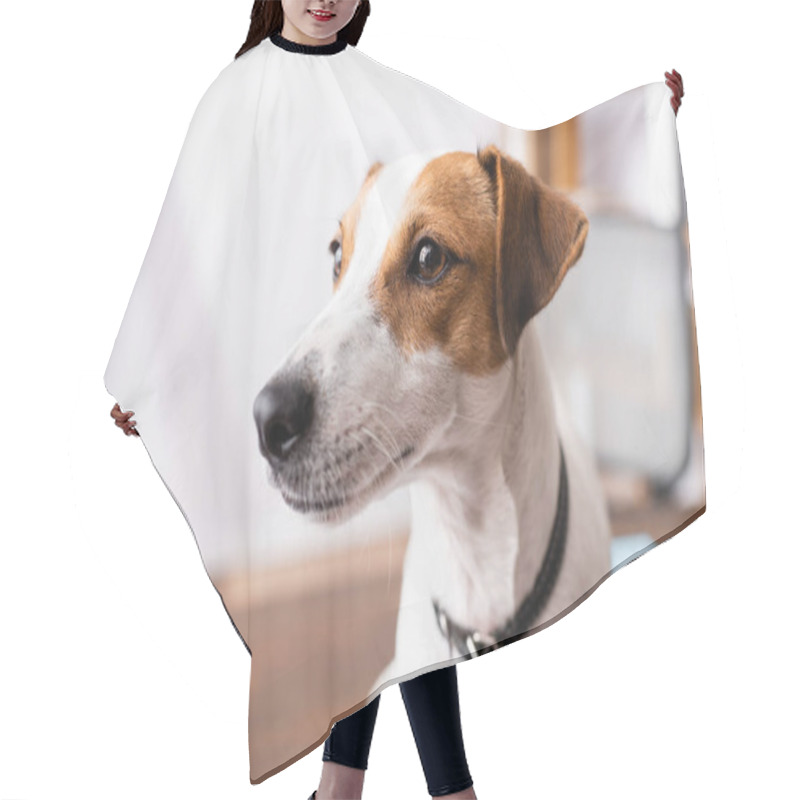 Personality  Selective Focus Of Jack Russell Terrier Looking Away In Office  Hair Cutting Cape