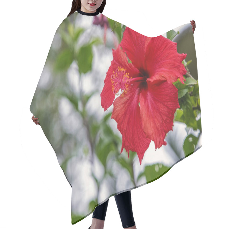 Personality  Red Blooming Blossoming Flower. Nature, Plants, Nature, Season, Mood Hair Cutting Cape