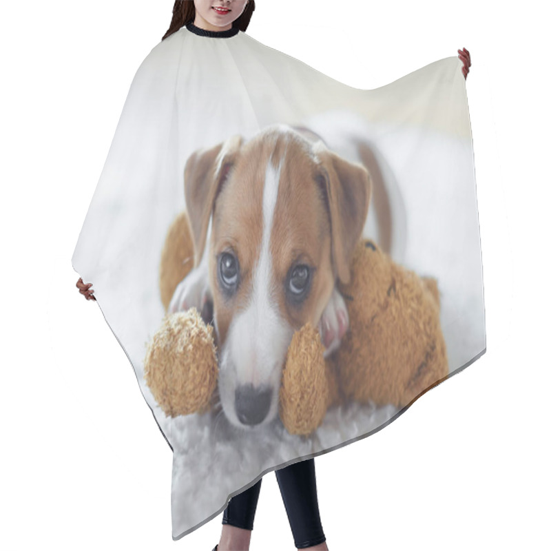 Personality  Jack Russel Terrier Puppy Sleeping On White Bed Hair Cutting Cape