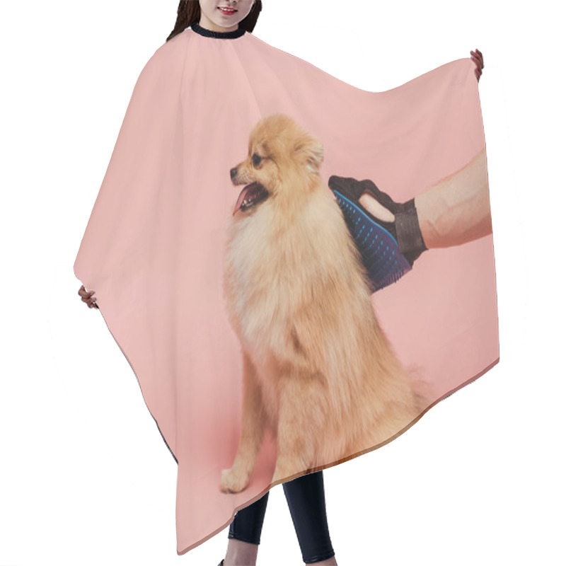 Personality  Cropped View Of Man Combing Pomeranian Spitz Dog With Grooming Rubber Glove On Pink Hair Cutting Cape