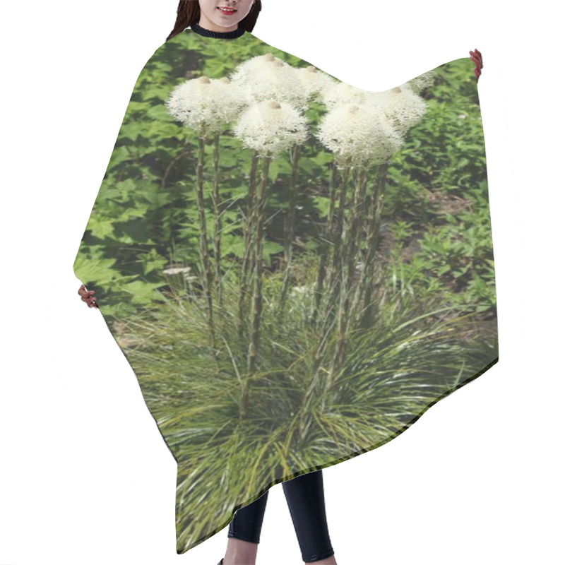 Personality  Beargrass (Xerophyllum Tenax) White Wildflowers In Absaroka Range, Montana Hair Cutting Cape