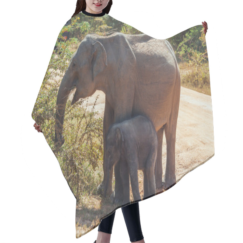 Personality  A Mother Elephant With Her Baby On Some Grassland Hair Cutting Cape