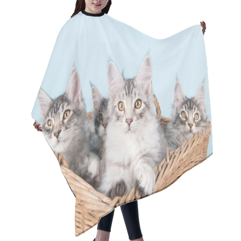 Personality  Maine Coon Kittens In Basket Hair Cutting Cape