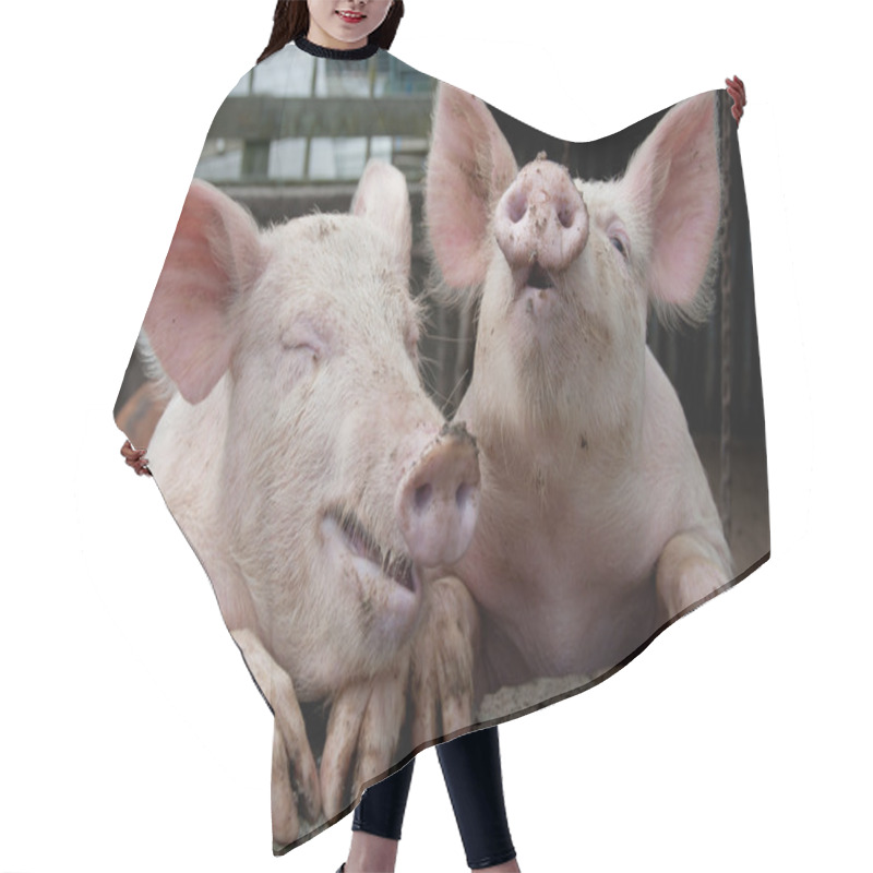 Personality  Funny Pigs Laughing And Joking Hair Cutting Cape