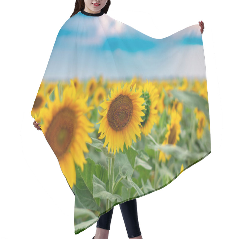 Personality  Sunflower Field. Blooming Sunflowers Against The Sky With Clouds Hair Cutting Cape