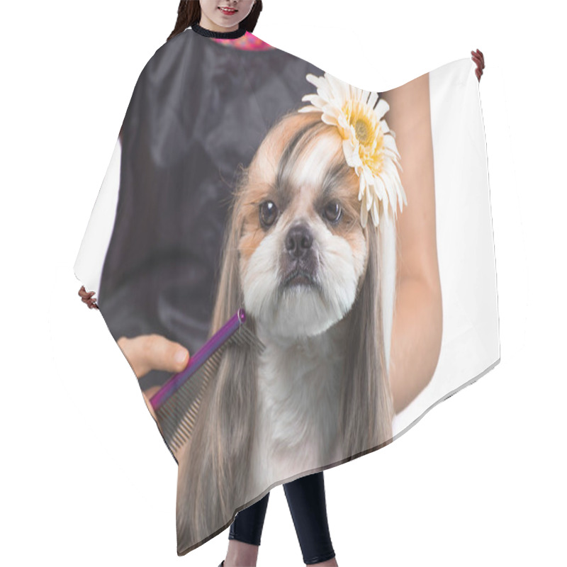 Personality  Beautiful Shih-tzu Dog At The Groomer's Hands With Comb. Hair Cutting Cape