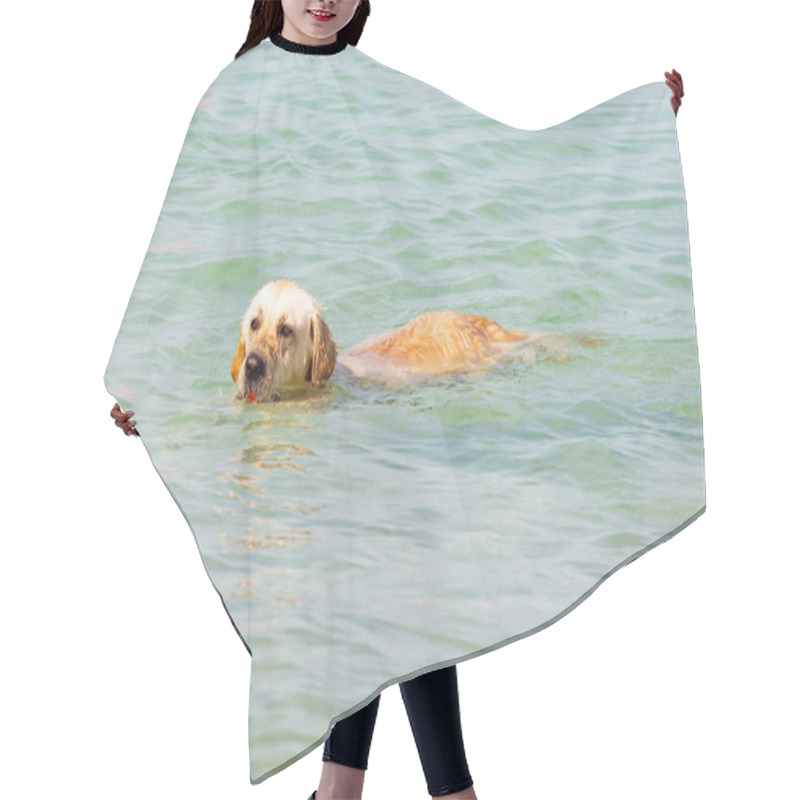 Personality  Dog Breed Labrador Swims In The Sea Hair Cutting Cape