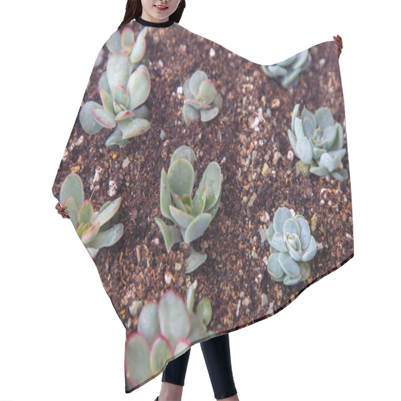 Personality  Grow Echeveria In A Mini Succulent Garden. Green Flower Seedling. Succulent Plant. Hobby Floriculture. Floral Background. Hair Cutting Cape