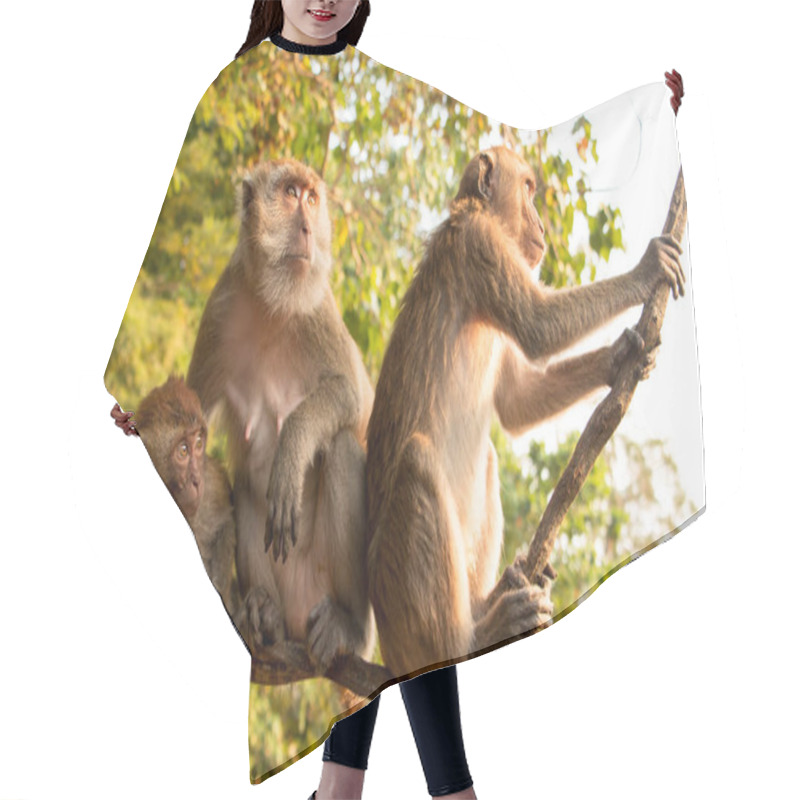 Personality  Monkey Family Sitting On A Tree Looking Hair Cutting Cape