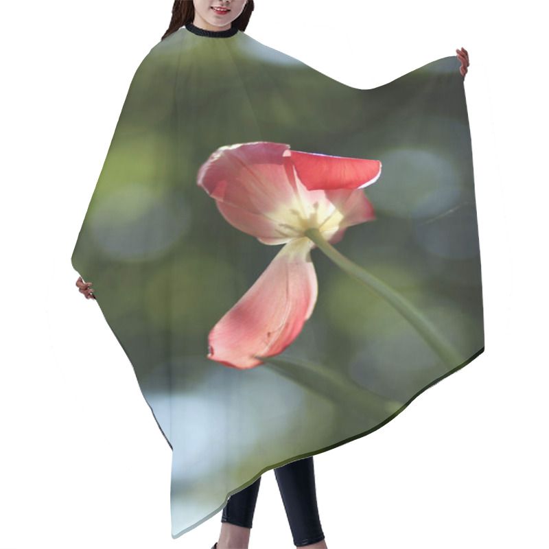 Personality  Close Up Of Blooming Beautiful Tulip Flowers Springtime On Natural Green Background Hair Cutting Cape