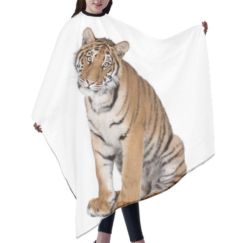 Personality  Portrait Of Bengal Tiger, Panthera Tigris Tigris, 1 Year Old, Sitting In Front Of White Background, Studio Shot Hair Cutting Cape