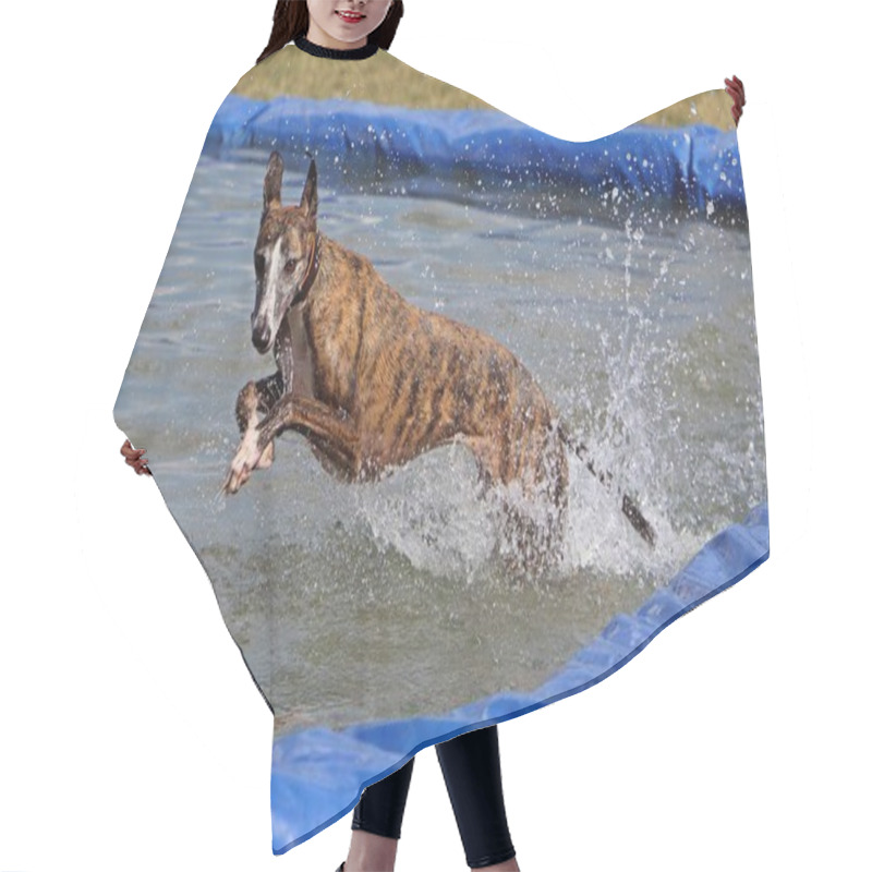 Personality  Brindle Galgo Is Jumping In The Pool Hair Cutting Cape