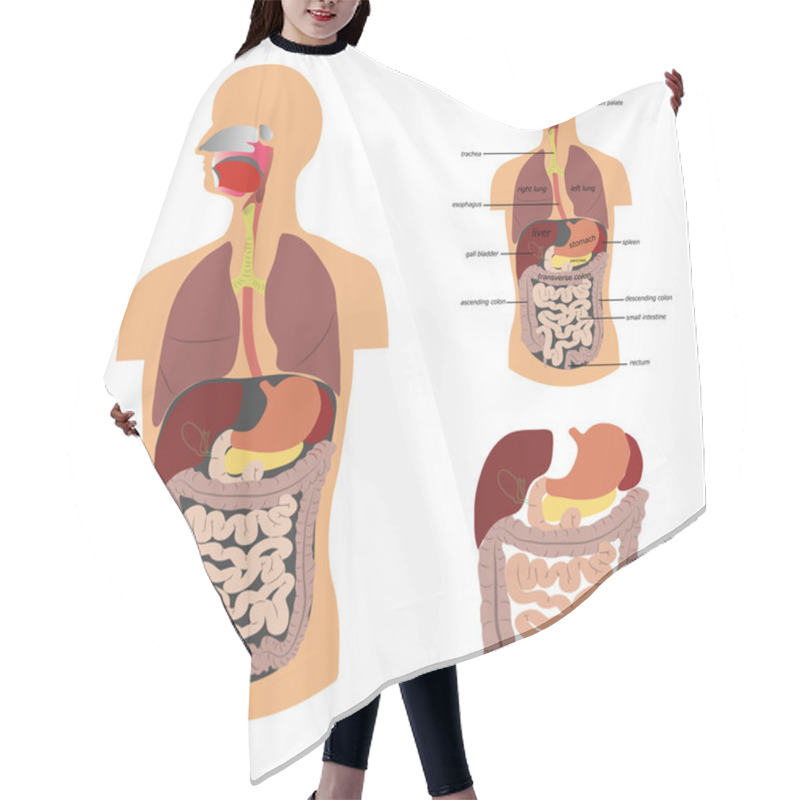 Personality  Digestive System Hair Cutting Cape