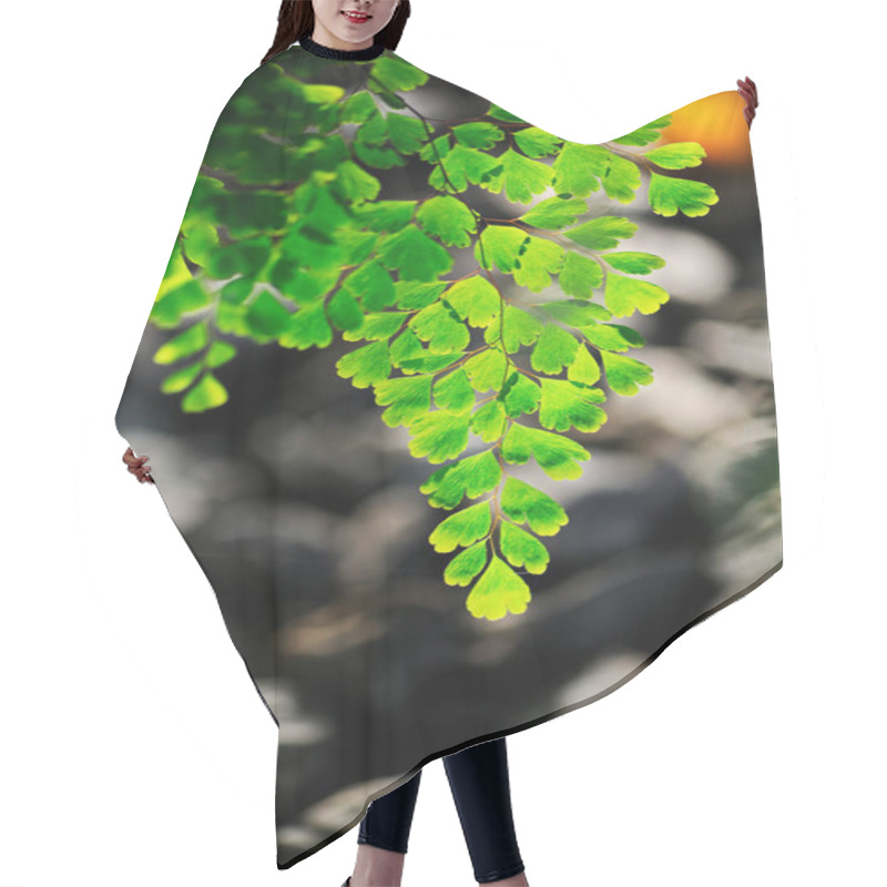 Personality  Maidenhair Fern Hair Cutting Cape