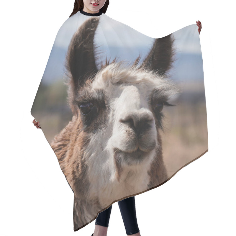 Personality  Close Up Of The Face Of A Beautiful Two Toned Adult Female Llama.  Hair Cutting Cape