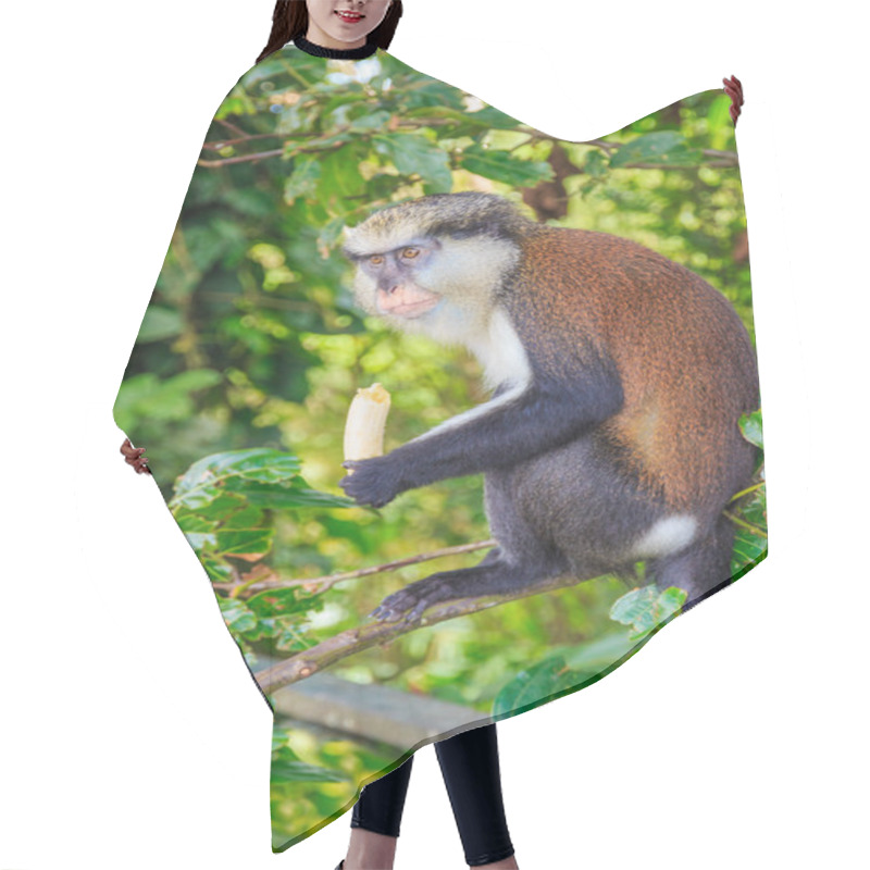 Personality  Mona Monkey With Banana Hair Cutting Cape