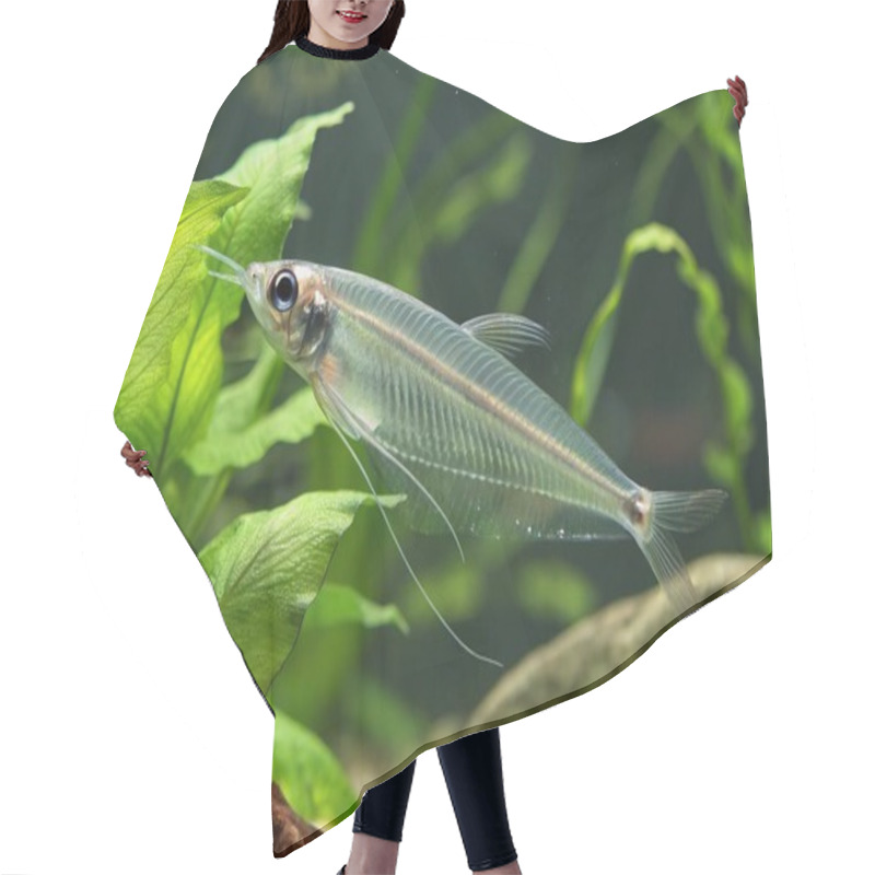 Personality  The Glass Catfish, With Its Completely Transparent Body And Delicate, Shimmering Fins, Is Showcased In A Serene Underwater Environment. Its Translucent Form Allows Light To Pass Through, Revealing A Fascinating View Of Its Internal Structure. Swimmin Hair Cutting Cape