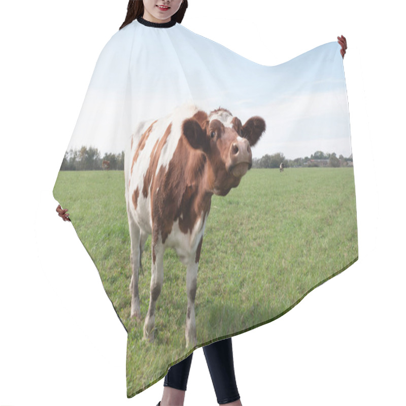 Personality  Cows Graze In The Pasture. Agriculture. Cattle Breeding. Hair Cutting Cape