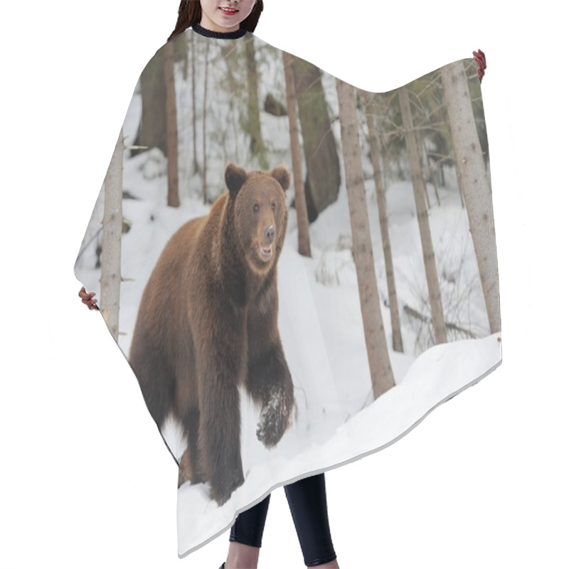 Personality  Bear In Winter Hair Cutting Cape