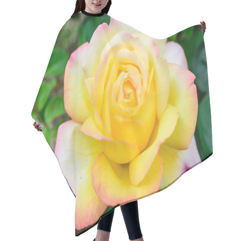 Personality  Large Green Bush With One Fresh Vivid Yellow Rose In Full Bloom And Green Leaves In A Garden In A Sunny Summer Day, Beautiful Outdoor Floral Background Photographed With Soft Focus Hair Cutting Cape