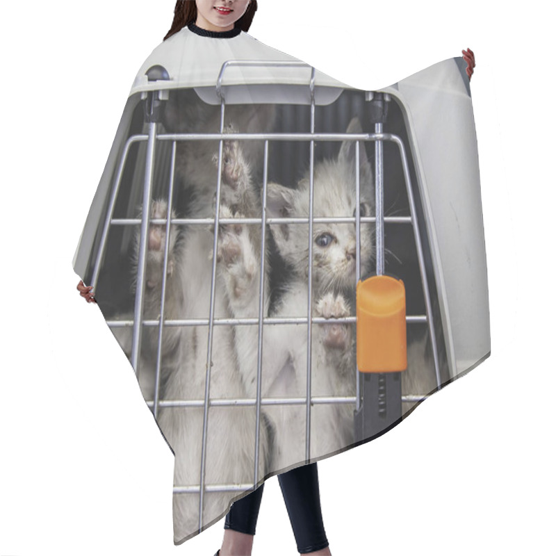 Personality  Cat Locked Cage Trap, Abandoned Animals And Hunting Hair Cutting Cape