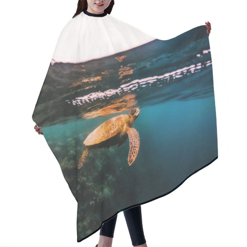 Personality  Turtle Floating Underwater Close To Surface Of Water, Philippines Hair Cutting Cape