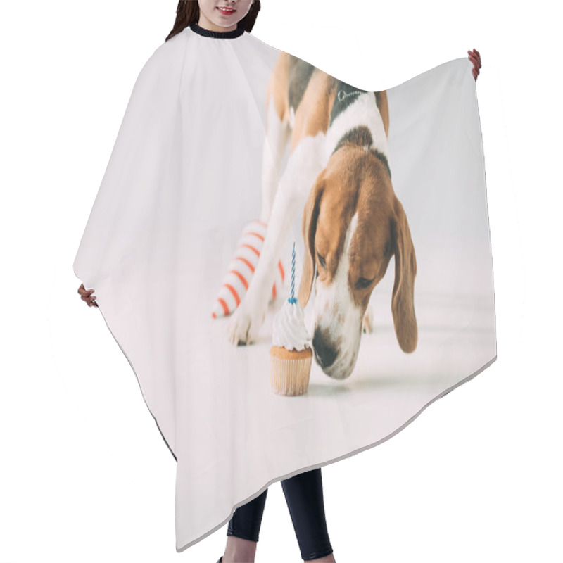 Personality  Cute Beagle Dog Smelling Cupcake Near Party Cap  On Grey Background Hair Cutting Cape