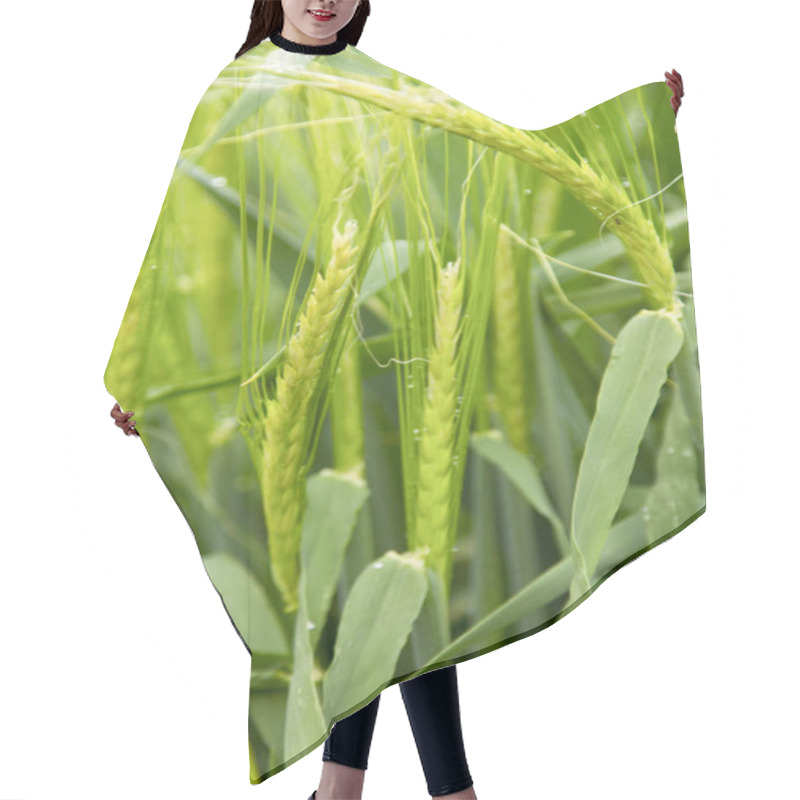 Personality  Fresh Green Wheat Hair Cutting Cape