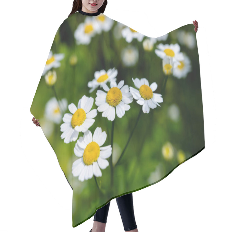 Personality  Chamomile. Wild Chamomile Matricaria Recutita Flowers In Bloom. Summer Floral Background Hair Cutting Cape