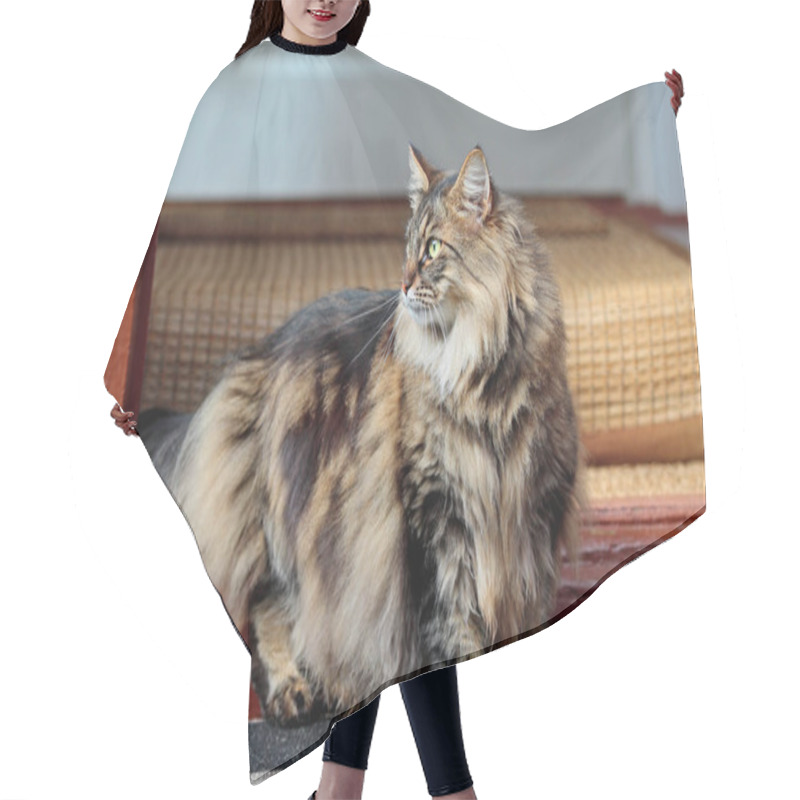 Personality  Norwegian Forest Cat Female On Doorstep Looking Out Hair Cutting Cape