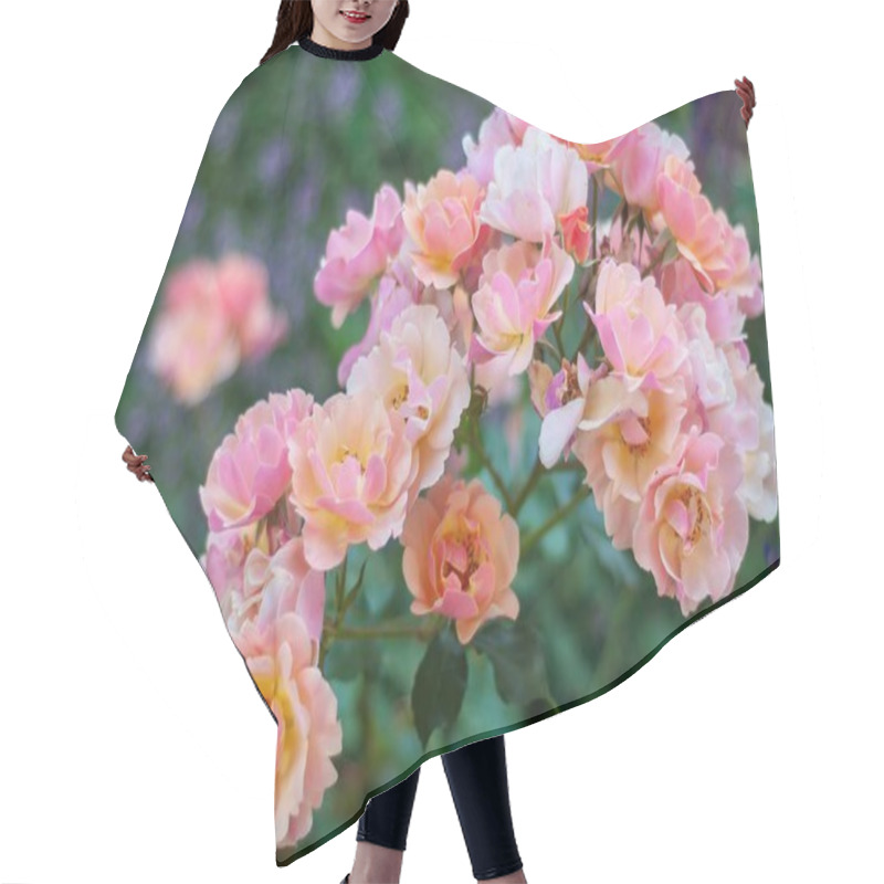 Personality  A Bouquet Of Delicate Pale Pink And Peach Roses In Full Bloom, Creating A Stunning Floral Display In A Garden Setting. Hair Cutting Cape