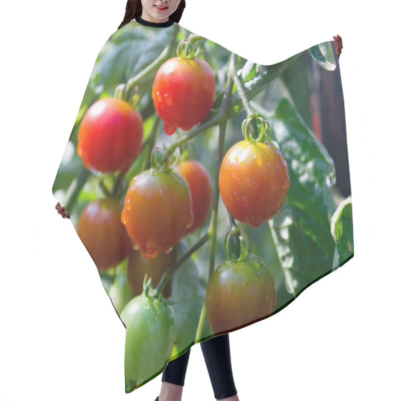 Personality  Branch Of Ripe And Green Cherry Tomatoes In A Garden. Tomato Plant In Vegetable Nursery. Tomato Bush. Hair Cutting Cape