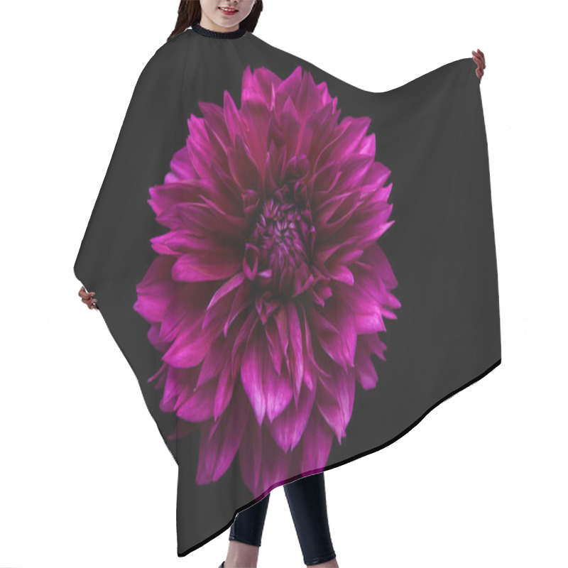 Personality  Studio Portrait Of A Beautiful Single Thomas Edisson Dahlia Bloom, Isolated Over Black Background. Isolated Dahlia Flower. Hair Cutting Cape