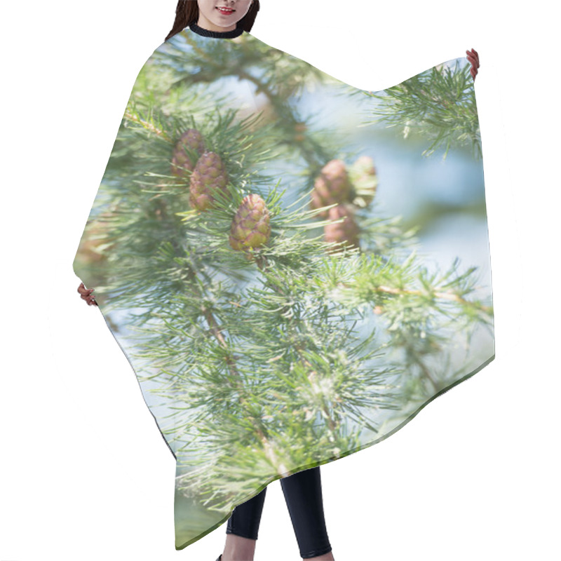 Personality  Young Larch Cone, Larch Tree Hair Cutting Cape