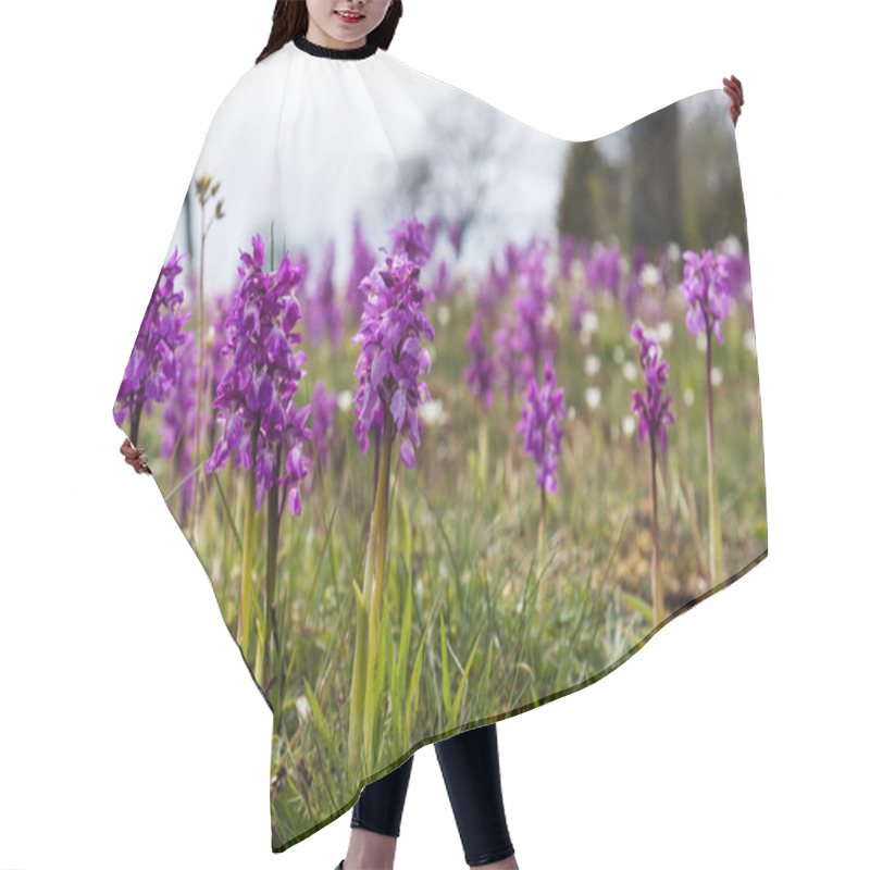 Personality  Early Purple Orchids, Orchis Mascula, In A Bright Low Angle Image From The Swedish Island Oland Hair Cutting Cape