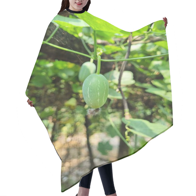 Personality  Fresh Green Ivy Gourd Vegetable Hanging In A Garden, Symbolizing Organic Farming And Healthy Growth, Also Known As Scarlet Gourd, Belonging To The Cucurbitaceae Family Hair Cutting Cape