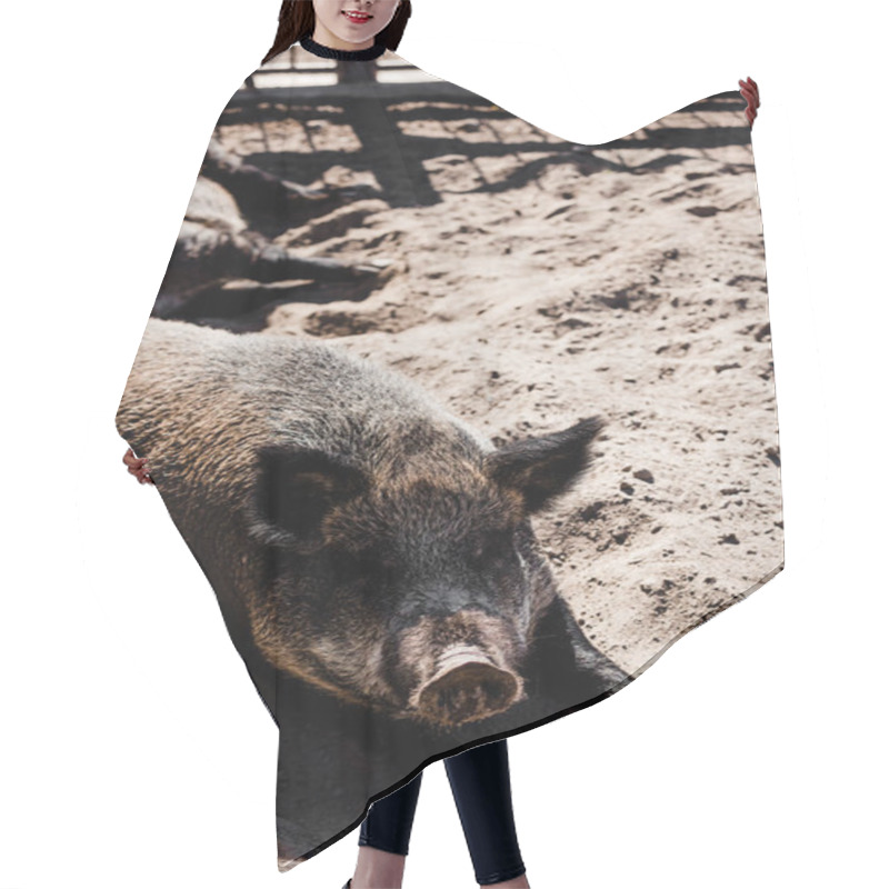 Personality  Selective Focus Of Pigs On Sand Outside  Hair Cutting Cape