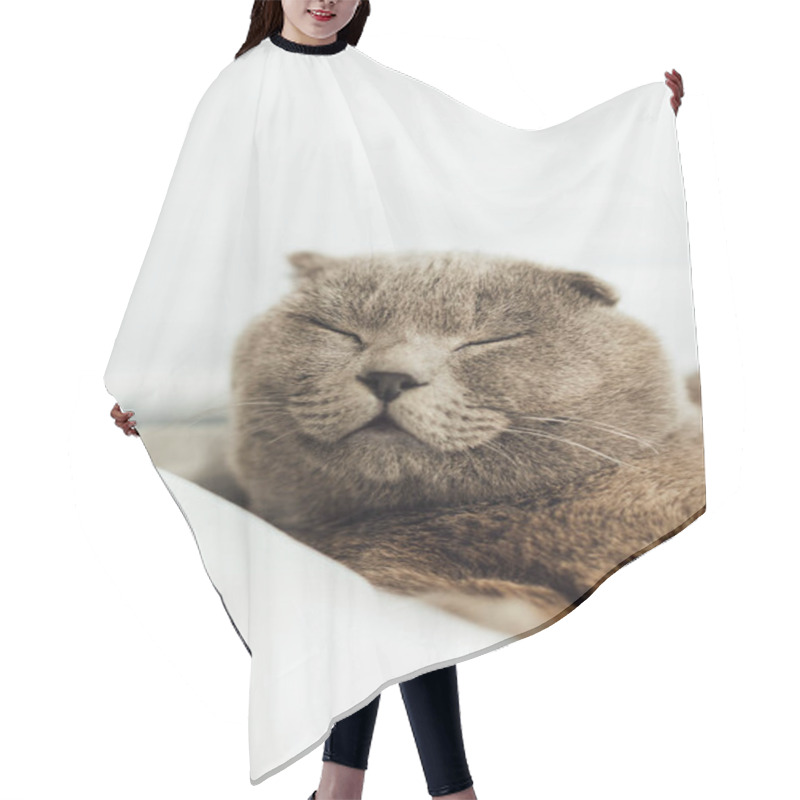 Personality  Selective Focus Of Cute Scottish Fold Cat Sleeping In Bed At Home Hair Cutting Cape