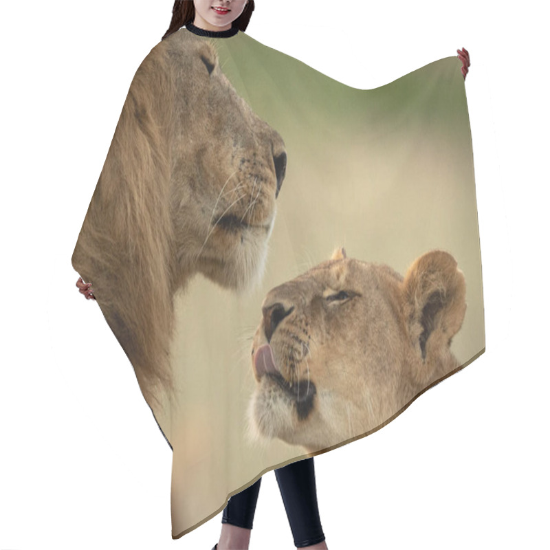 Personality  Close-up Of Cub Reaching To Lick Lion Hair Cutting Cape