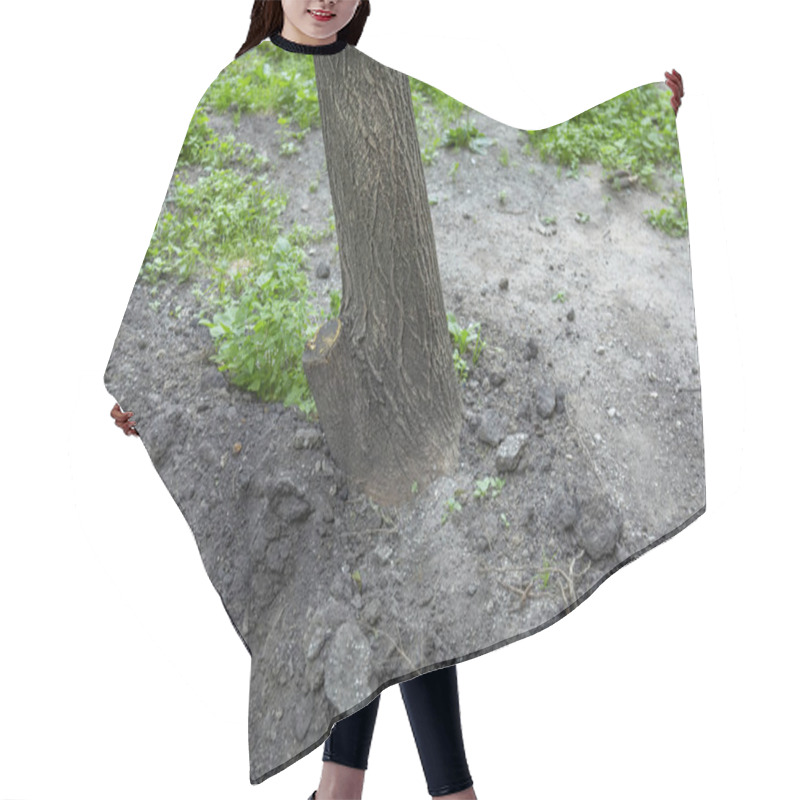 Personality  Tilted Trunk Of Perennial Deciduous Tree In Urban Environment Hair Cutting Cape