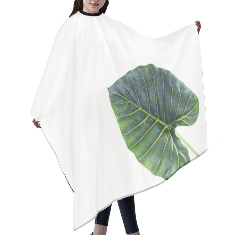 Personality  Elevated View Of Beautiful Green Palm Leaf Isolated On White, Minimalistic Concept  Hair Cutting Cape