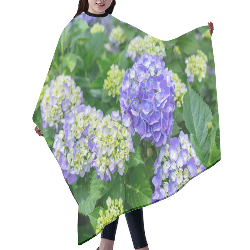 Personality  Blue Hydrangea Flowers Blooming In Early Summer. Hair Cutting Cape