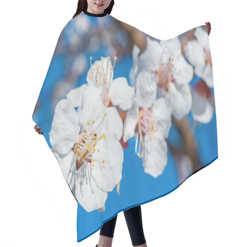 Personality  Detailed View Of Blooming Apricot Flowers With Delicate Petals And Stamens In Spring Sunlight. Hair Cutting Cape