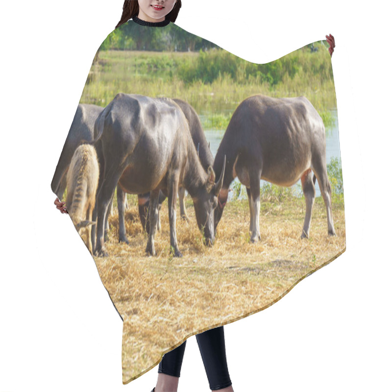 Personality  Thai Buffaloes Walk To Eat Grass In A Wide Field. Hair Cutting Cape